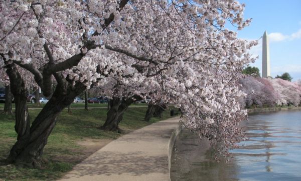 HÀNH TRÌNH DI SẢN TOKYO MONO – KHÁM PHÁ LINH HỒN NHẬT BẢN GIỮA NHỊP SỐNG HIỆN ĐẠI