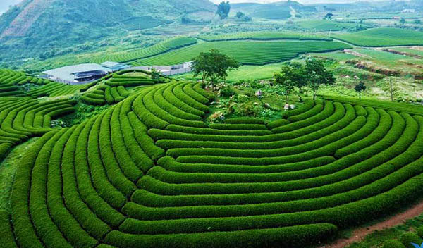 Khám Phá Mộc Châu – Cao Nguyên Xanh Đầy Sức Hút Giữa Lòng Tây Bắc.