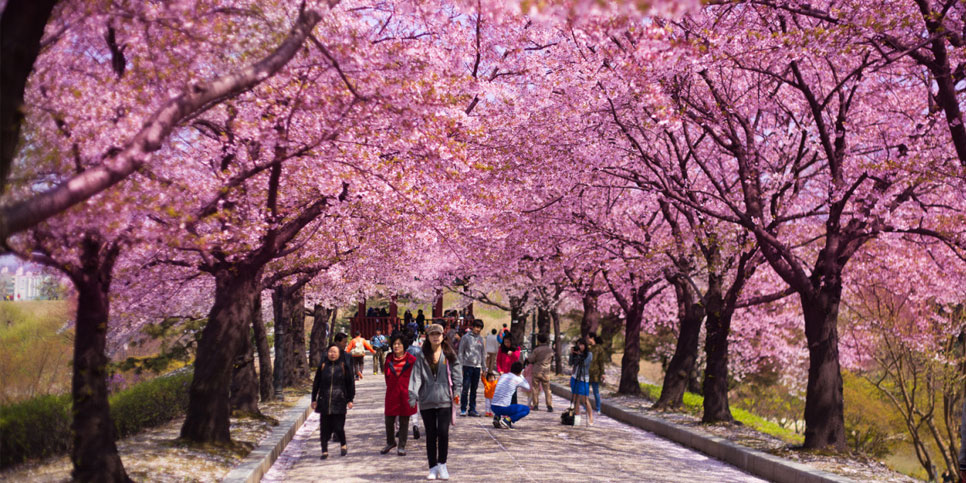 Forecast of cherry blossom calendar in 2020 in Japan, South Korea