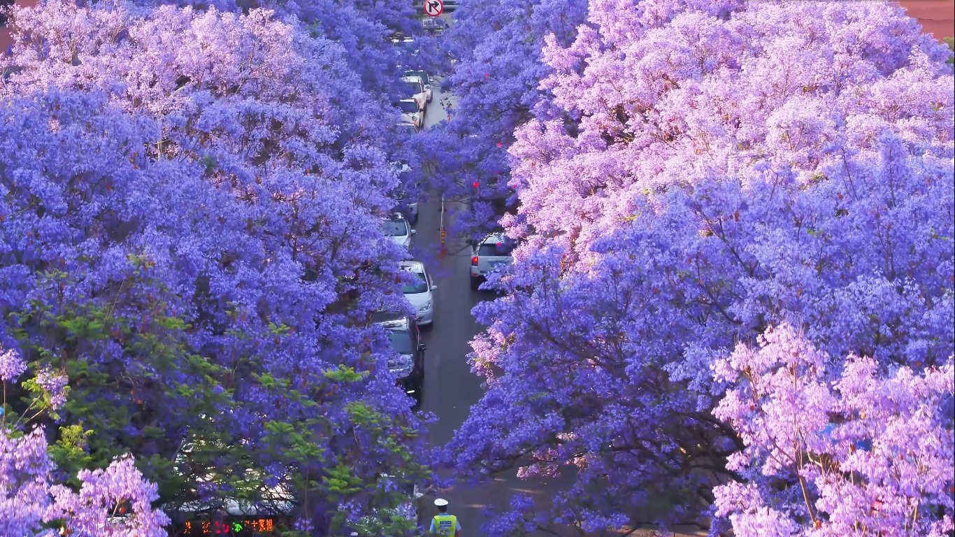  CÔN MINH – MÙA HOA PHƯỢNG TÍM LÃNG MẠN 