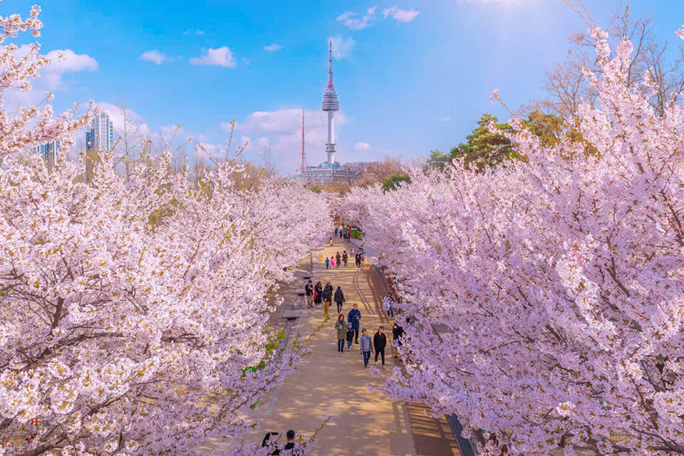 Mùa xuân Hàn Quốc – Vẻ đẹp nhẹ nhàng giữa thiên nhiên và nhịp sống